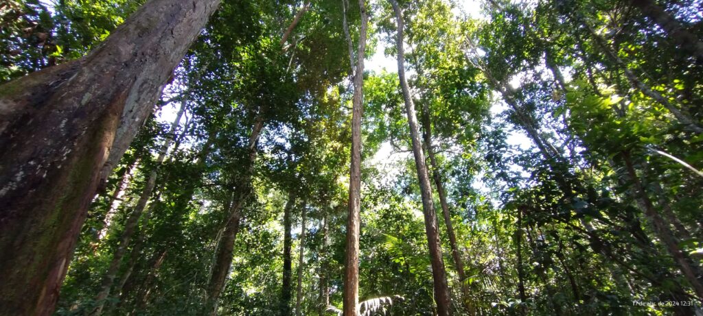 Área florestada da Rebio Gurupi